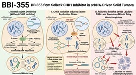 BBI-355 BBI355 from Selleck CHK1 Inhibitor in ecDNA-Driven Solid Tumors