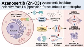 Azenosertib (Zn-C3) Azenosertib inhibitor selective Wee1 suppression forces mitotic catastrophe