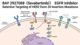 BAY 2927088（Sevabertinib） EGFR Inhibitor Selective Targeting of HER2 Exon 20 Insertion Mutations