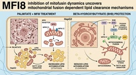MFI8 inhibition of mitofusin dynamics uncovers mitochondrial fusion dependent lipid clearance mechanisms