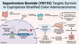 Sepantronium Bromide (YM155) Targets Survivin in Cuproptosis-Stratified Colon Adenocarcinoma