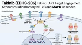 Takinib (EDHS-206) Takinib TAK1 Target Engagement Attenuates Inflammatory NF-kB and MAPK Cascades