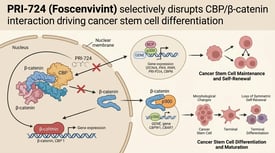 PRI-724 (Foscenvivint) selectively disrupts CBP/β-catenin interaction driving cancer stem cell differentiation