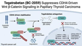 Tegatrabetan (BC-2059) Suppresses CDH4-Driven Wnt β-Catenin Signaling in Papillary Thyroid Carcinoma