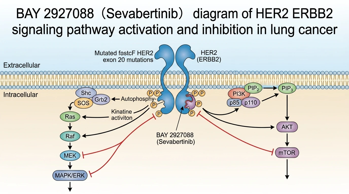 BAY 2927088（Sevabertinib） diagram of HER2 ERBB2 signaling pathway activation and inhibition in lung cancer
