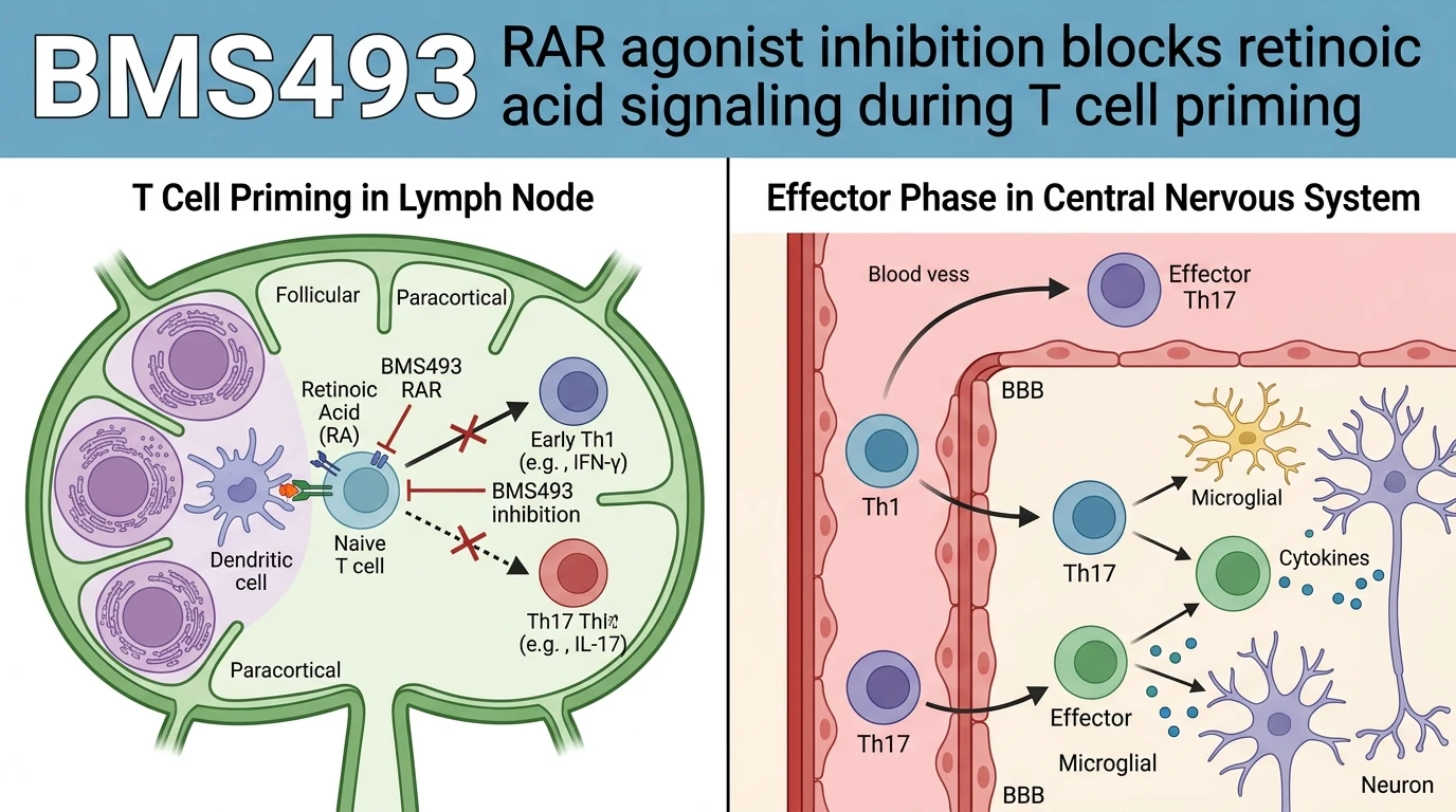 Schematic diagram of retinoic acid receptor signaling pathway during T cell priming in autoimmune inflammation