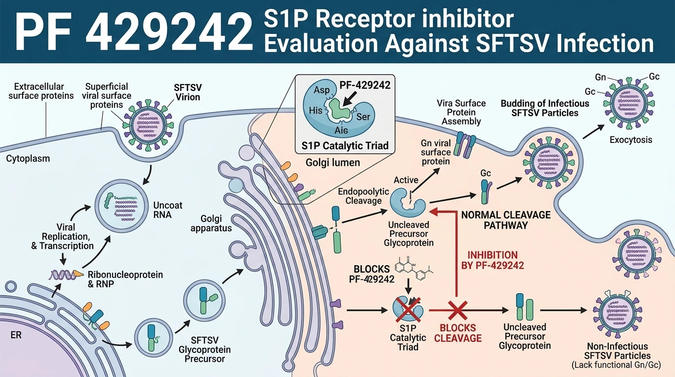 Schematic diagram of site-1 protease signaling pathway inhibition in virus infected host cells