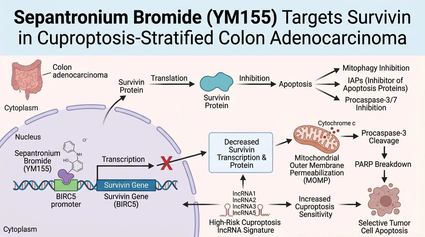 Schematic diagram of Survivin BIRC5 apoptotic signaling pathway in colon adenocarcinoma cells under YM155 treatment