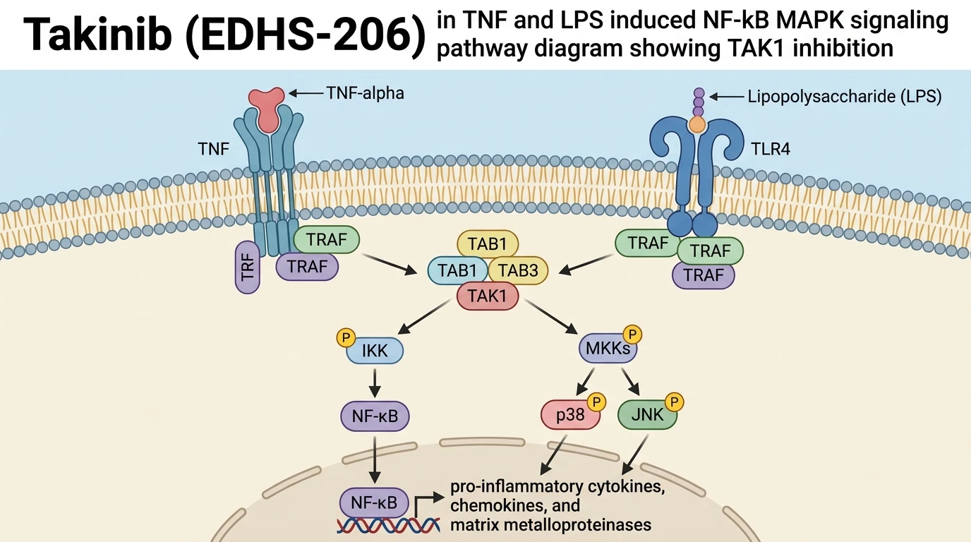 Takinib EDHS-206 in TNF and LPS induced NF-kB MAPK signaling pathway diagram showing TAK1 inhibition