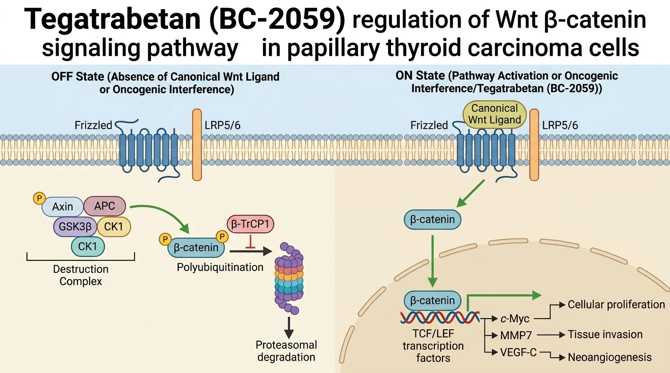 Tegatrabetan BC-2059 regulation of Wnt β-catenin signaling pathway in papillary thyroid carcinoma cells